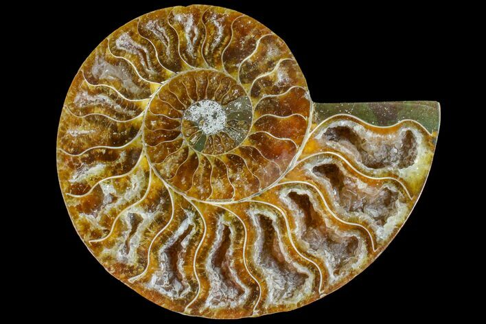 Cut & Polished Ammonite Fossil (Half) - Crystal Filled Chambers #146000